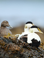 CASCO BAY Ducks Unlimited Annual Dinner Sat Mar 30 2024