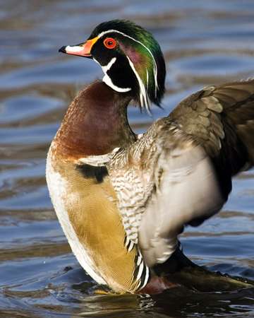 Event McLeod Ducks Unlimited Banquet (Hutchinson)