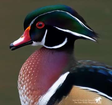 Event Lake Poygan Ducks Unlimited Banquet