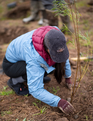 Event Silverton willow planting