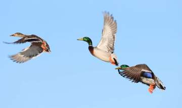 Event Laramie Ducks Unlimited Banquet