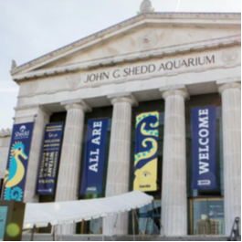 Event Shedd Aquarium