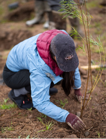 Event Hermosa willow planting