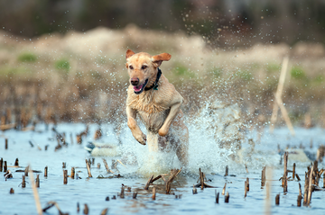 Event Rapides Parish Ducks Unlimited  Event