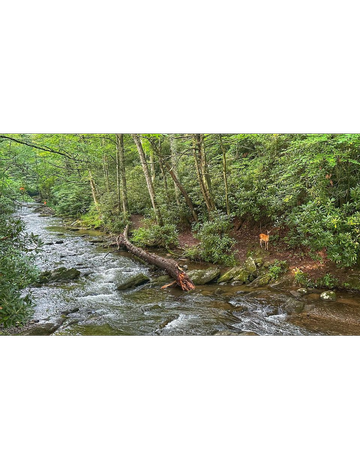 Event Doe River Clean-up:  Cabins to Miller Farmstead