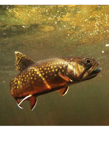 Event Cape Cod Trout Unlimited Chapter: Quashnet River Restoration Session