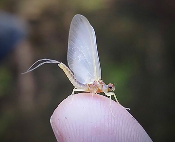 Event Bugs 'n Brews Fly Tying with Stanley Cooper Chapter Trout Unlimited