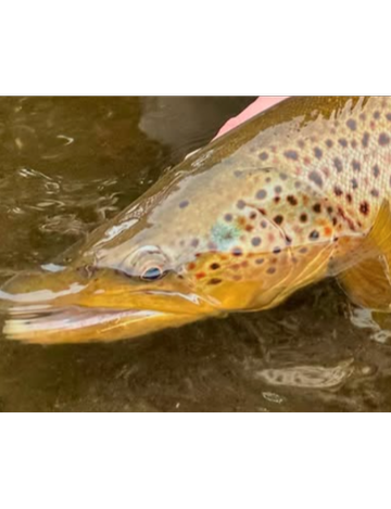 Event Free Fly Tying Demo: Eric Peterson's Dry Fly Favorites