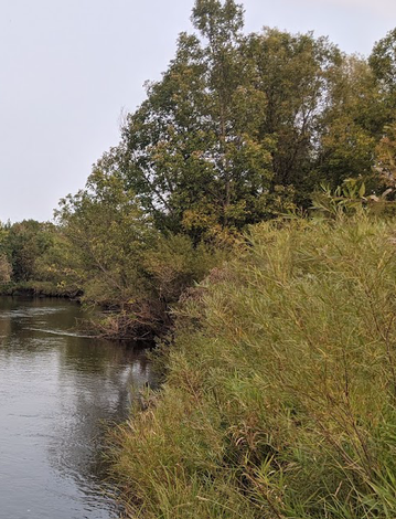 Event Habitat Day-South Branch Vermillion River AMA-Wild Parsnip Removal-20 Jun 9AM-12N