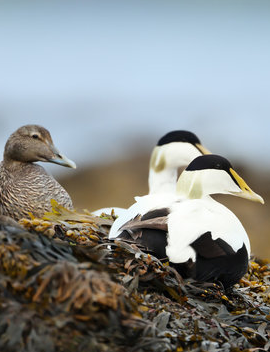 Event CASCO BAY Ducks Unlimited Annual Dinner and Fundraiser