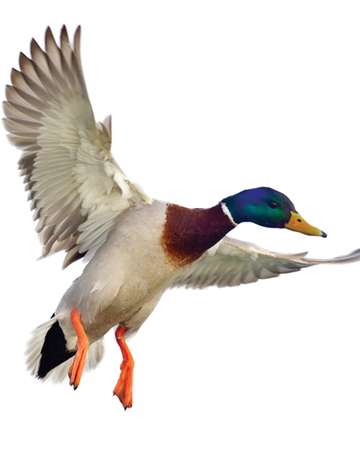 Event Carson Valley Annual Ducks Unlimited Dinner