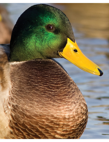 Event Buffalo Ducks Unlimited 2025 Fall Sportsman's Bash