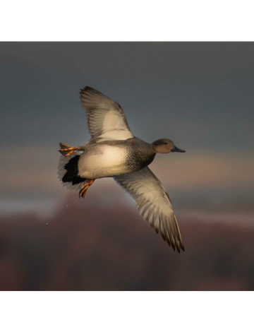 Event Pierce County Dinner (Rugby)