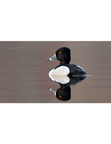 Event Columbus Annual Banquet