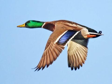 Event Otter Creek Dinner for Conservation