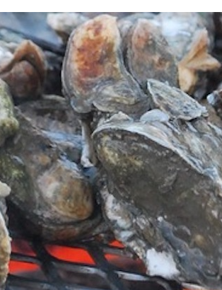 Event Old Dominion University Ducks Unlimited Oyster Roast at Afterglow Brewing