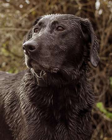 Event Burt/Washington County 45th Annual Dinner