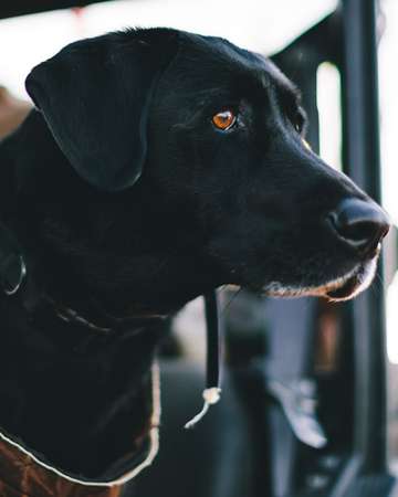 Event Adams 24th Annual Spring Dinner