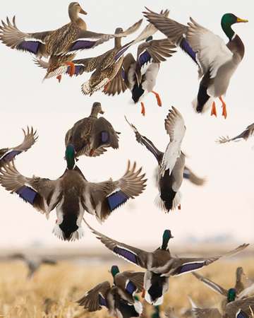 Event Sarpy County Sand Bar Chapter Dinner