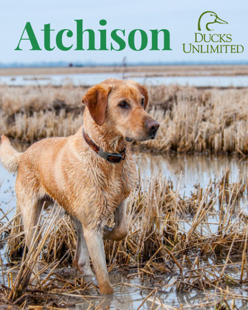 Event Atchison Ducks Unlimited Dinner Banquet 
