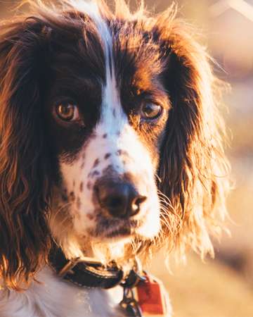 Event 2025 Treasure Coast Ducks Unlimited Dinner