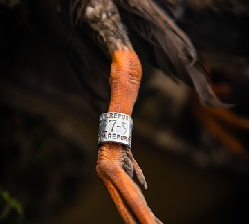 Event 2026 Orlando Ducks Unlimited Dinner