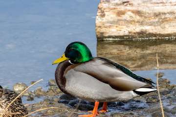 Event Cheyenne WY Ducks Unlimited Banquet