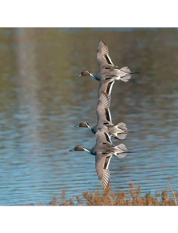 Event Kidder County/Steele 43rd Annual Dinner