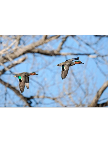 Event Ducks Unlimited & Pekin Rod & Gun Club Fundraiser