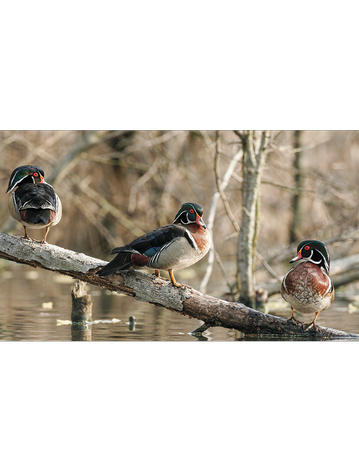Event Coweta County Sportsman's Night Out 