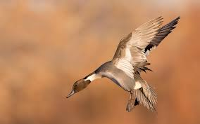 Event Fayette County Banquet