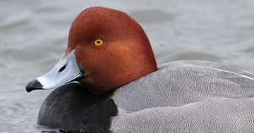 Event Troup County Banquet