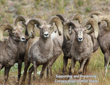 Event Washington Wild Sheep 2026 Banquet