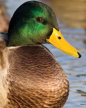 Event 2026 East Hillsborough County Ducks Unlimited Dinner