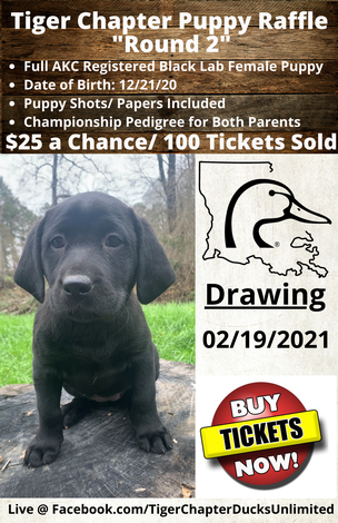 Event Tiger Chapter Puppy Raffle- Sold Out