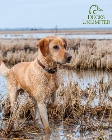 Event Blackwater Chapter of Ducks Unlimited Sponsor Drive