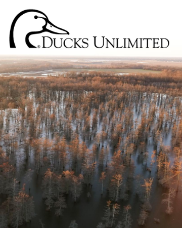 Event St. Bernard Ducks Unlimited Online Auction