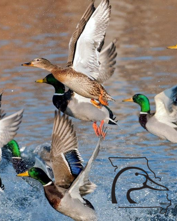 ducks unlimited hunting wallpaper