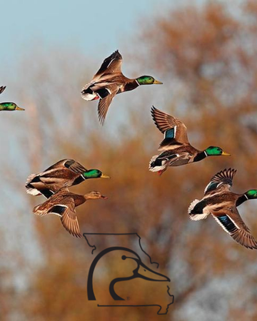 Event Squaw Creek (Mound City) Ducks Unlimited Dinner