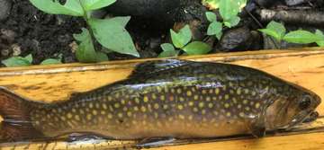 Event May general meeting: DEEP's Brian Eltz on trout