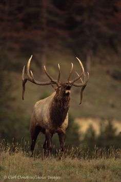 Event Colorado ELK HUNT for TWO People