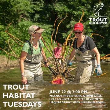 Event Trout Habitat Tuesday: Mianus River Conifers