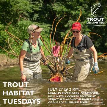 Event Trout Habitat Tuesday: Mianus River Conifers