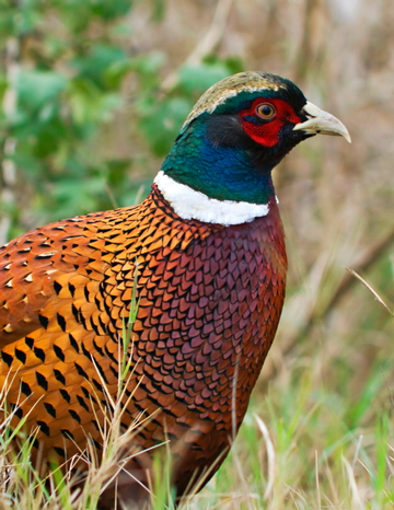 Event 2022 Treasure Coast Pheasant Tower Shoot