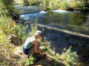 Event Volunteer Day and Planting for Link Creek and the Upper Metolius