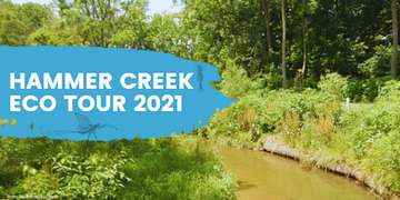 Event Hammer Creek Eco Tour