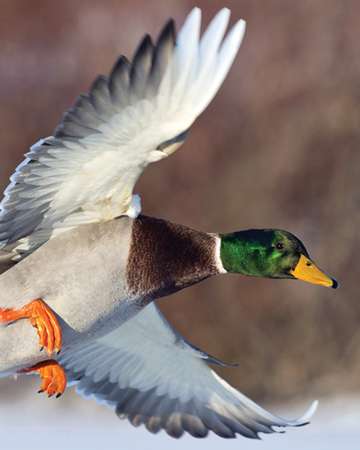 Event Ducks Unlimited Spring Migration Banquet (Battle Lake)
