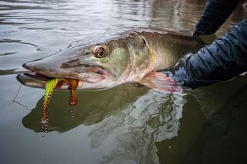 Event Matt Reilly: Fly Fishing for Smallmouth & Musky in SW Virginia, and Chasing the Periodical Cicada Ha