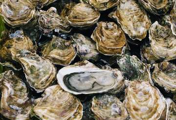 Event Eastern Sussex Sip & Shuck