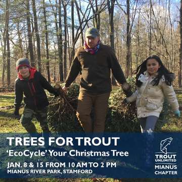 Event Trees for Trout: Mianus River Park, Stamford